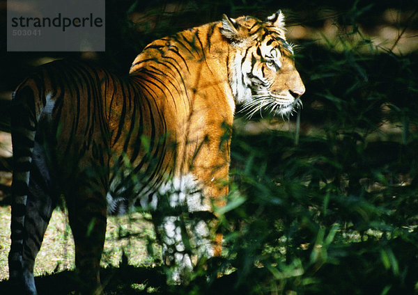 Indien  Tiger