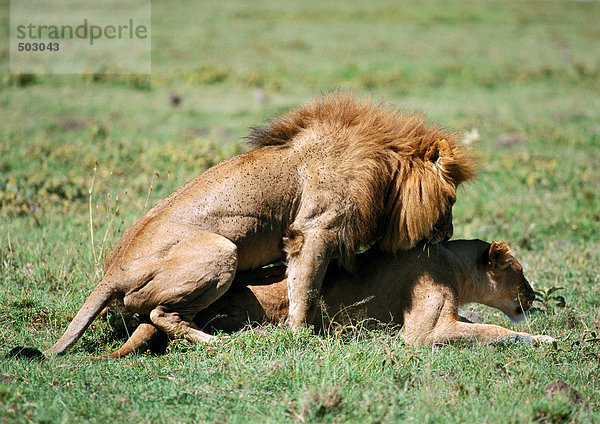 Afrika  Tansania  Löwenkopplung