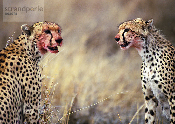Afrika  Tansania  Geparden sitzend mit blutbefleckten Gesichtern