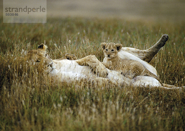 Afrika  Tansania  Löwenjunges auf dem Bauch der Löwin sitzend