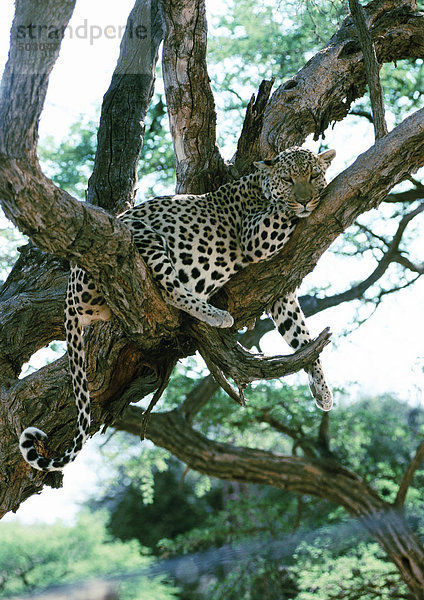 Afrika  Namibia  Leopard auf Baumästen liegend