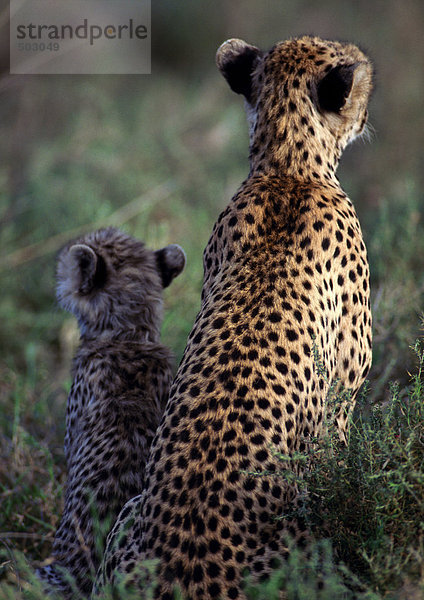 Afrika  Tansania  junger Gepard und erwachsener Gepard  Rückansicht