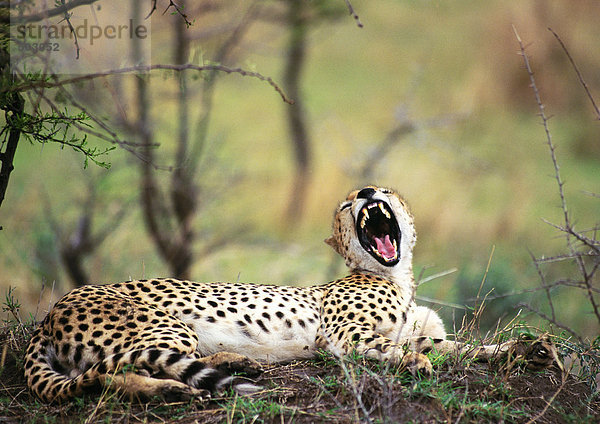 Afrika  Tansania  Gepardenzähne