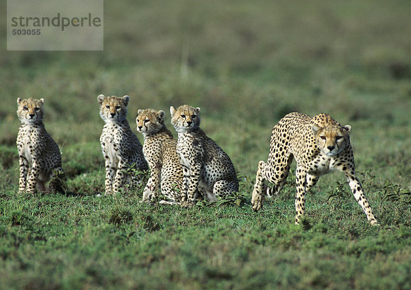 Afrika  Tansania  erwachsene Geparden und junge Geparden