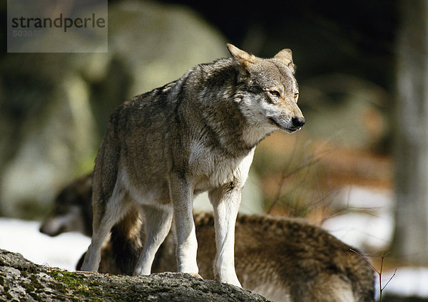 Europa  Deutschland  Wolf