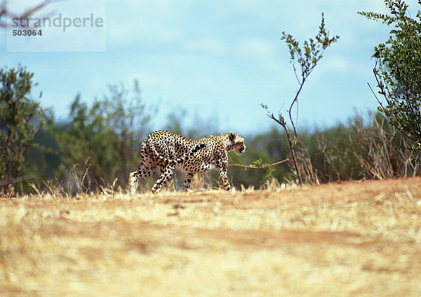 Afrika  Tansania  Geparden in Savanne