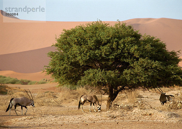 Afrika  Namibia  Edelsteine auf der Weide