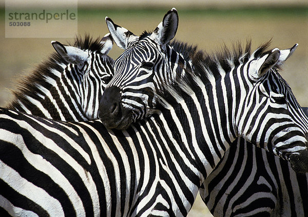 Afrika  Tansania  Zebras