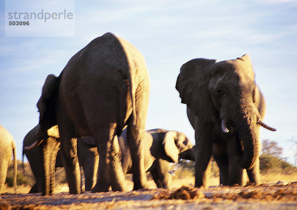 Afrika  Botswana  Elefanten