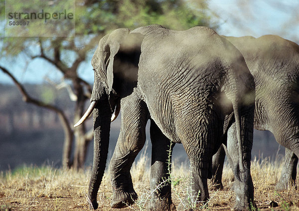 Afrika  Botswana  Elefanten in der Savanne