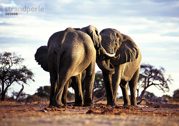 Afrika  Botswana  zwei Elefanten von Angesicht zu Angesicht