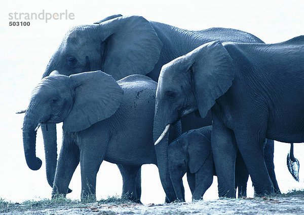 Afrika  Botswana  Elefanten im Wasser stehend  Seitenansicht