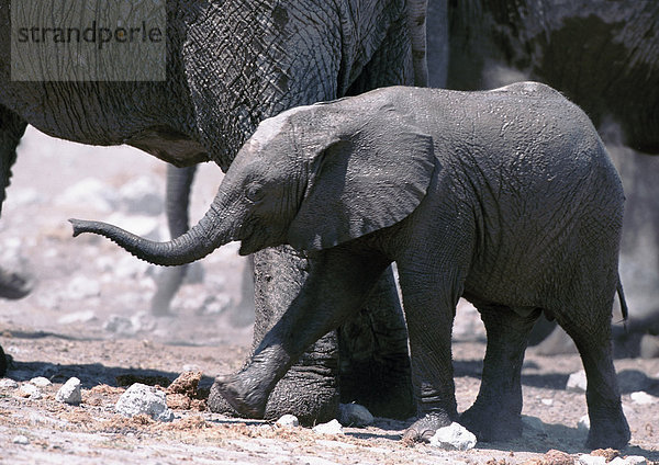 Afrika  Namibia  Elefantenkalb  Seitenansicht
