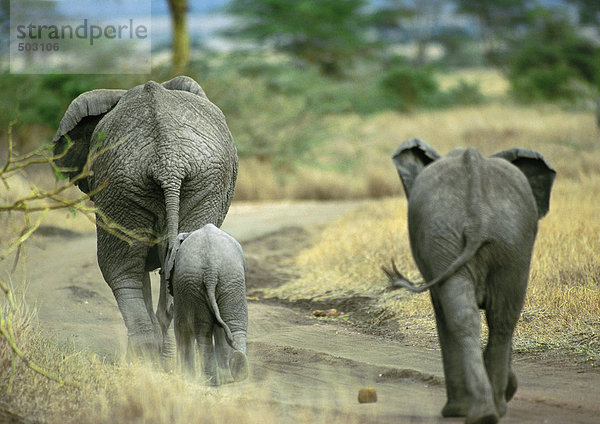 Afrika  Tansania  zwei erwachsene Elefanten und Baby-Elefanten  Rückansicht