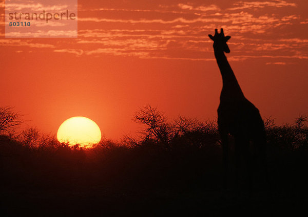 Giraffe bei Sonnenuntergang  Kenia  Afrika