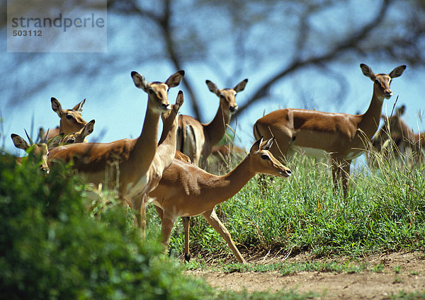 Afrika  Tansania  Herde von Impalas