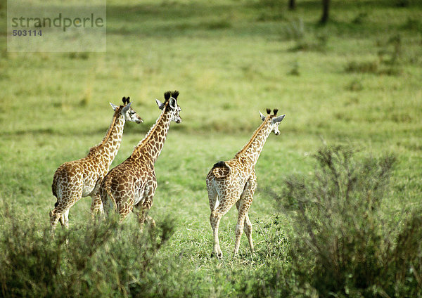 Afrika  Tansania  drei Giraffen auf Grasebene  Rückansicht