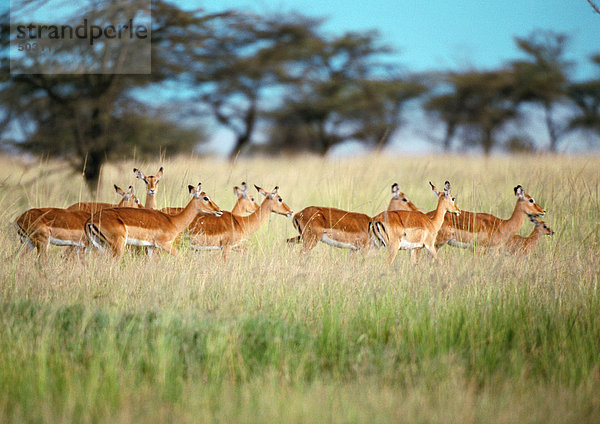 Afrika  Tansania  Herde von Impalas in der Savanne