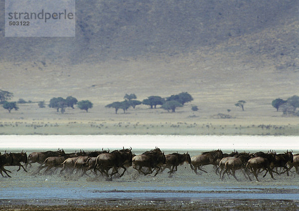 Afrika  Tansania  Herde von Gnus  die durch die Savanne laufen