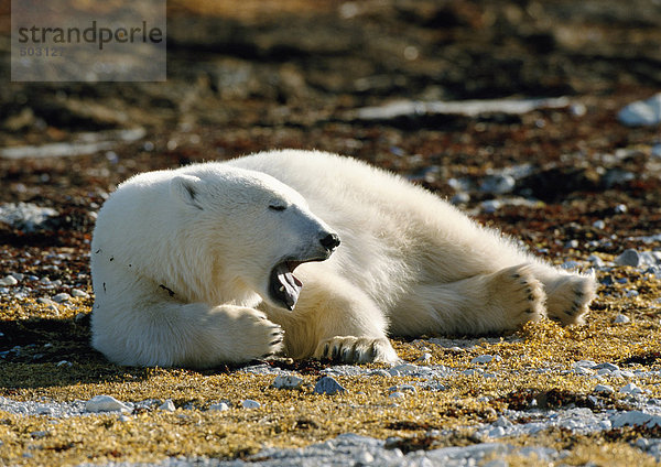 Kanada  Eisbär auf dem Boden liegend  Mund offen