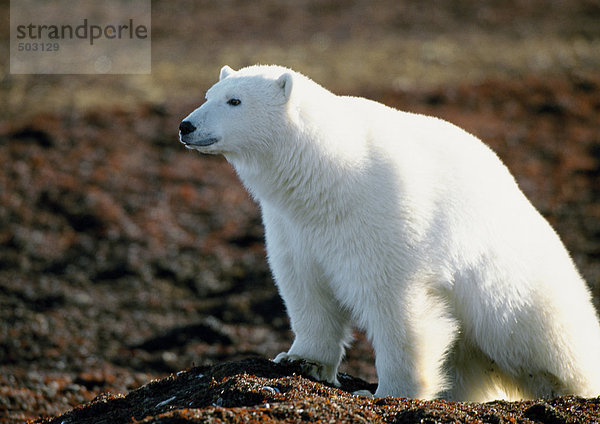 Eisbär (Ursus maritimus)