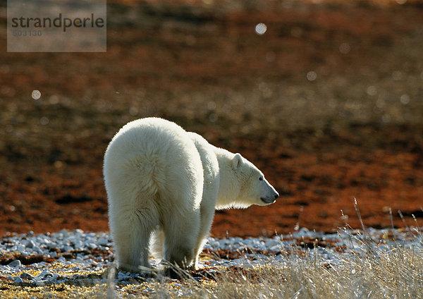 Kanada  Eisbär  Rückansicht