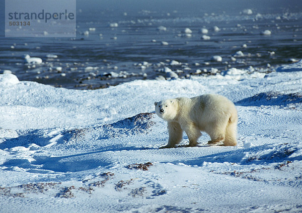 Eisbär (Ursus maritimus) in verschneiter Landschaft am Rande des Wassers stehend  mit Blick auf die Kamera