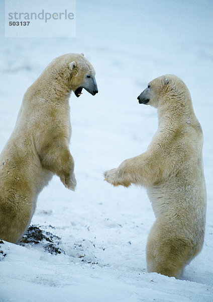 Zwei Eisbären (Ursus maritimus) auf Hinterbeinen im Schnee stehend  einer knurrend