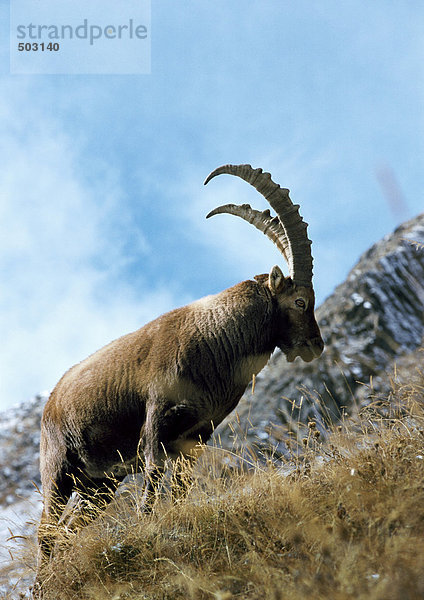 Europa  Italien  Steinbock am Berghang