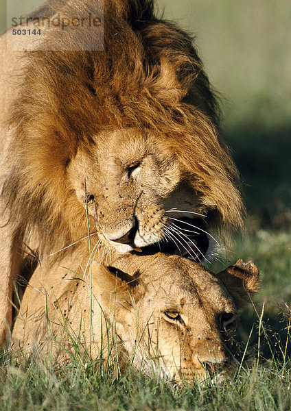 Afrika  Kenia  Löwe steht über Löwin