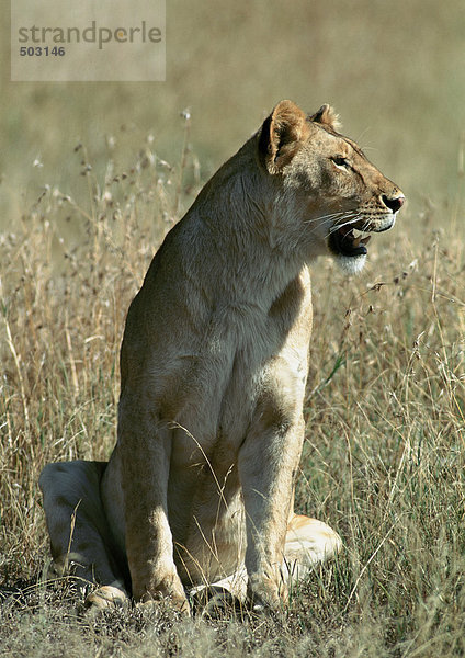 Afrika  Tansania  Löwin im Gras sitzend