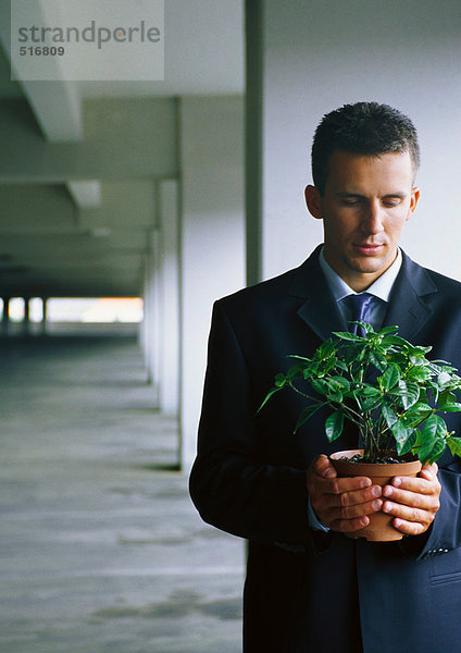 Geschäftsmann hält Topfpflanze in beiden Händen  Blick nach unten