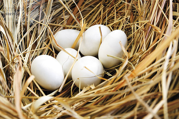 Nest mit Eiern  Nahaufnahme