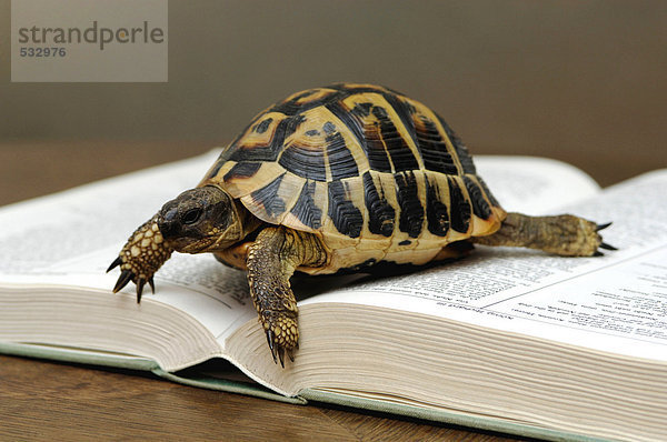 Schildkröte auf geöffnetem Buch  Nahaufnahme