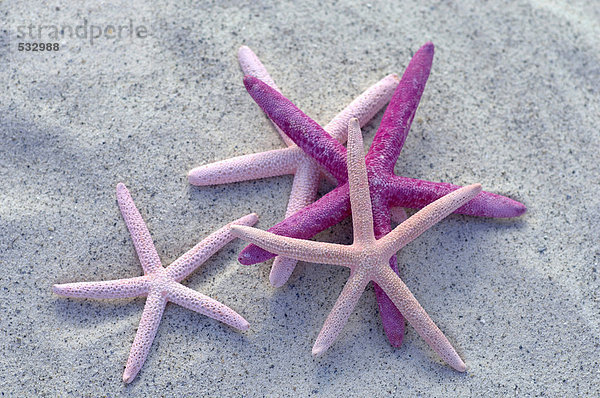 Seefische auf Sand  Nahaufnahme