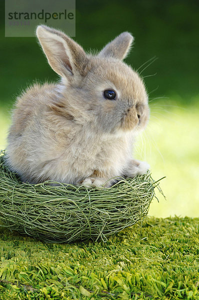Kaninchen im Nest sitzend  Nahaufnahme