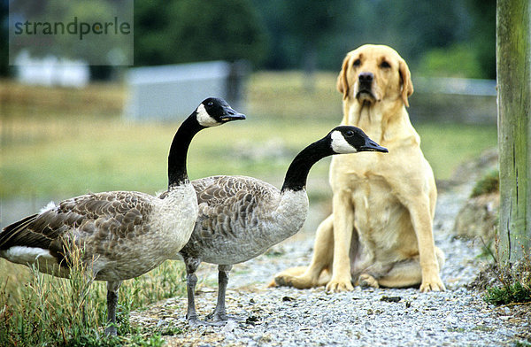 Hundebeobachtung Gänsepaar