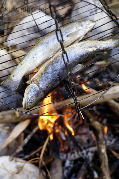 Forelle auf dem Grill am Lagerfeuer  Nahaufnahme