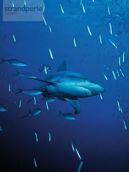 grau Unterwasseraufnahme schwimmen Riff Hai