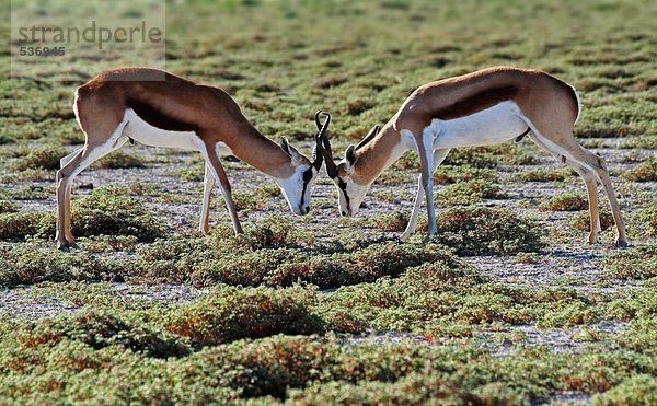 Nahaufnahme von zwei Springbok (Antidorcas Marsupialis) kämpfen im Wald  Etosha National Park  Namibia