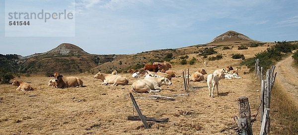 Herde Kühe im Feld  Auvergne Berge  Frankreich