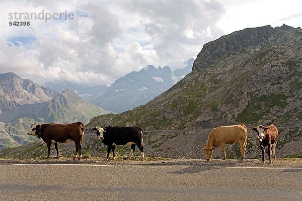 Kühe am Straßenrand  Savoie  Frankreich