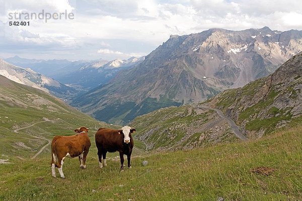 Zwei Kühe im Feld  Savoie  Frankreich