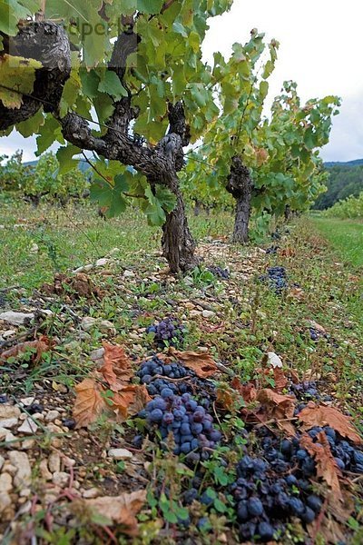 Trauben Pflanzen im Weinberg Menerbes  Frankreich