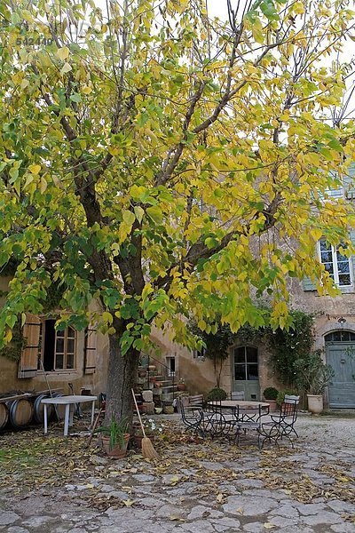 Baum vor der Gebäude  Vaucluse  Provence-Alpes-Côte d ' Azur  Frankreich