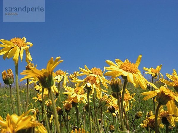 Blumen blühen im Feld