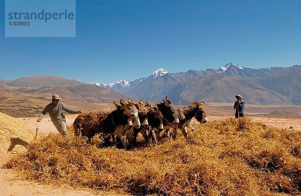 Zwei Männer hüten Eseln im Feld  Cuzco  Peru