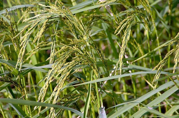 Reispflanze auf dem Feld