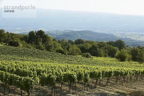 Ein Weinberg in Frankreich