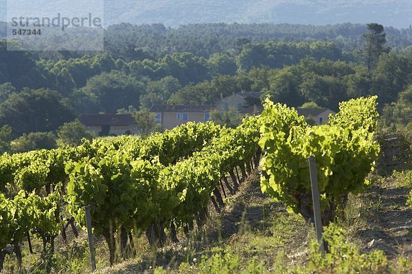 Einreben in der Provence